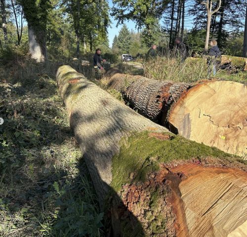 Lageard, scierie, menuiserie ébénisterie - Bersée Nord